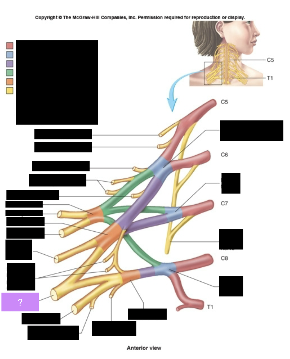 <p>Forearm flexors and hand muscles, lateral portion of palm and fingers. Thumb rotation.</p>