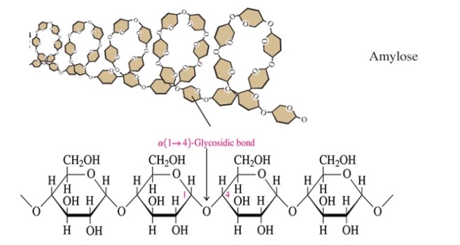 \-20% of starch: storage form of glucose in plants

\-glucose molecules connected by a-1,4 glycosidic bonds