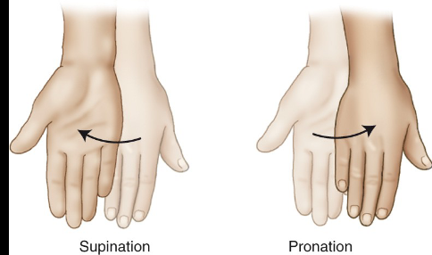 <p>___ refers to turning the palm up, while pronate refers to turning the palm down.</p>