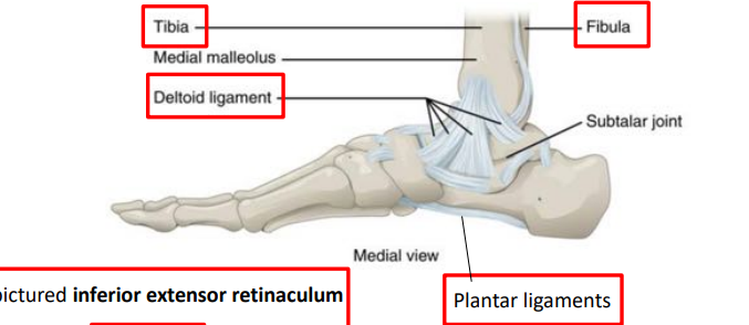 <p>bottom of foot, between calcaneus and toes, in the “curve” of the foot.</p>