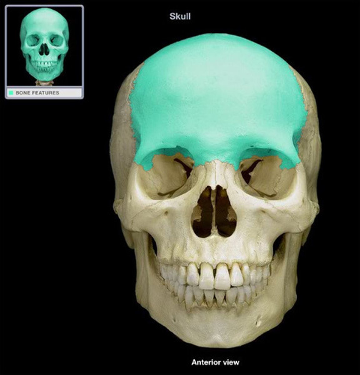 <p>• Anterior portion of cranium</p><p>• Most of anterior cranial fossa</p><p>• Superior wall of orbits</p><p>• Contains air-filled frontal sinus</p><p>• Articulates with parietal bones by coronal suture</p>