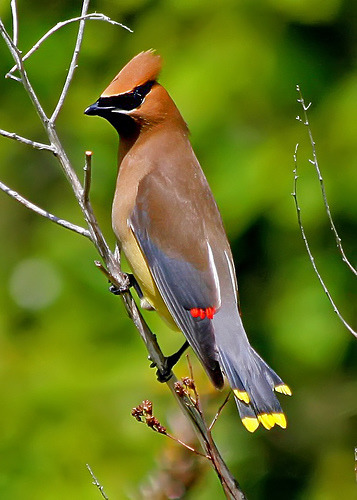 <p>Order: Passeriformes Family: Bombycillidae (Waxwings)</p>