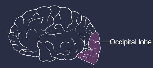 <p>responsible for vision and contains the primary visual cortex</p>