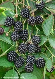 <p>rubus fruticosus</p>