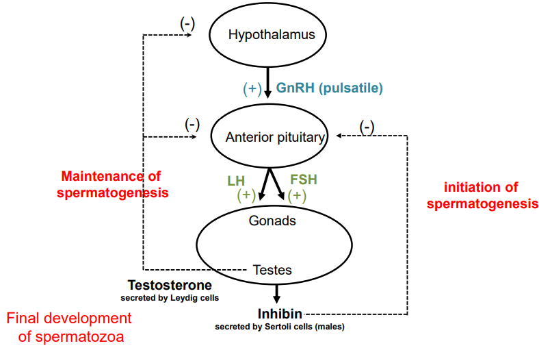 <ul><li><p class="">Leydig cells (in testes) secrete testosterone</p></li><li><p class="">Stimulated by LH &amp; FSH from anterior pituitary</p></li><li><p class="">LH → maintains spermatogenesis</p></li><li><p class="">FSH → initiates spermatogenesis</p></li><li><p class="">GnRH (from hypothalamus) controls LH &amp; FSH via pulsatile release</p></li><li><p class="">Sertoli cells (in tubule walls) aid sperm maturation &amp; secrete inhibin</p></li><li><p class="">Inhibin → negative feedback on FSH</p></li><li><p class="">Testosterone → essential for spermatozoa maturation</p></li><li><p class="">↑ Testosterone → negative feedback on:</p><ul><li><p class="">Hypothalamus = ↓ GnRH</p></li><li><p class="">Anterior pituitary = ↓ LH &amp; FSH<br>= ↓ testosterone from gonads</p></li></ul></li></ul><p></p>