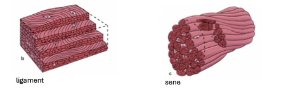 <p>Tykke bundter af parallellekollagnefibre</p><p>Bundter ligger ordnet/regelmæssigt</p><p>I sener: tendionocytter ml. bundter svt. fibroblaster</p>