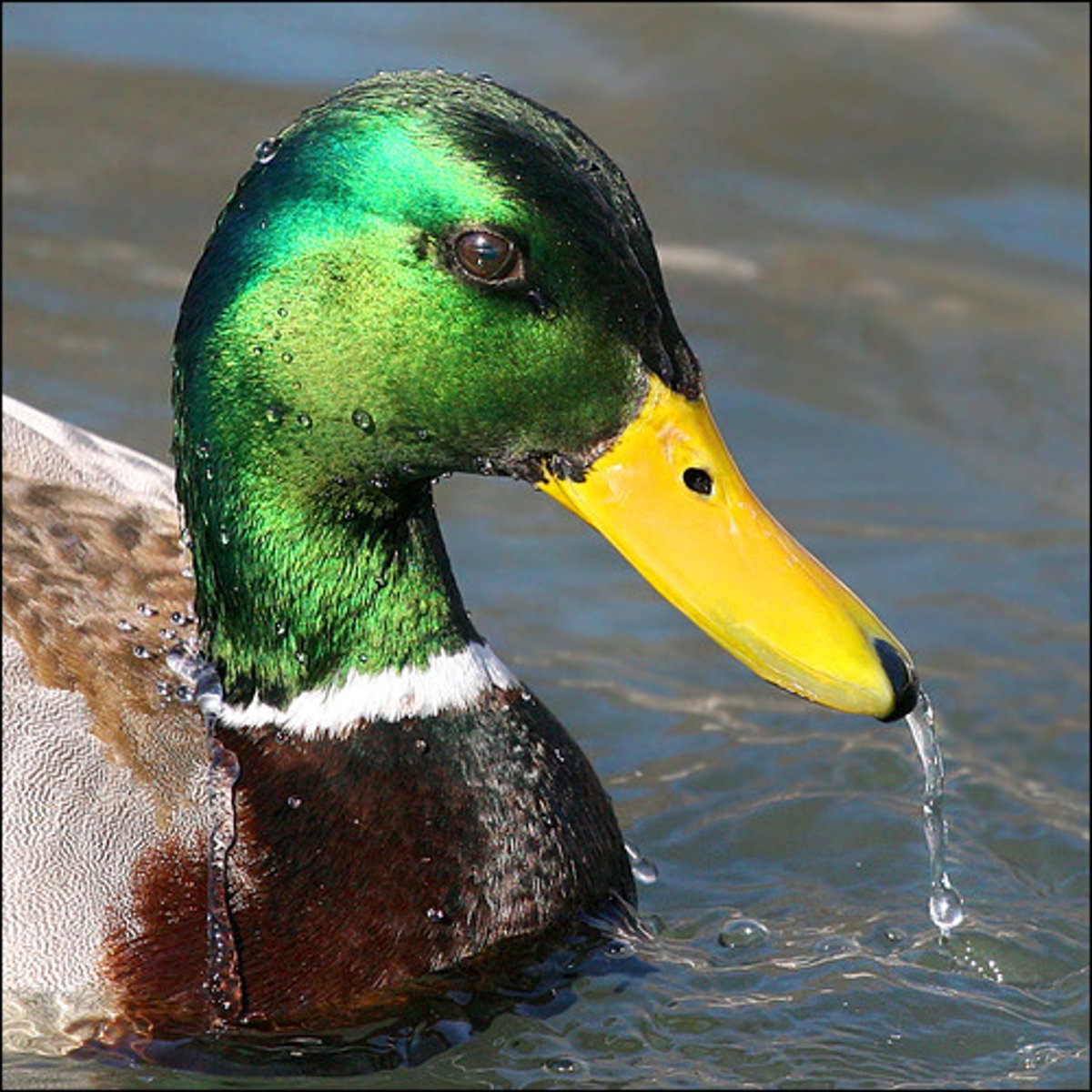 <p>Congress begins on January 30th; President starts on January 20th</p><p>"Lame-duck" Amendment</p>