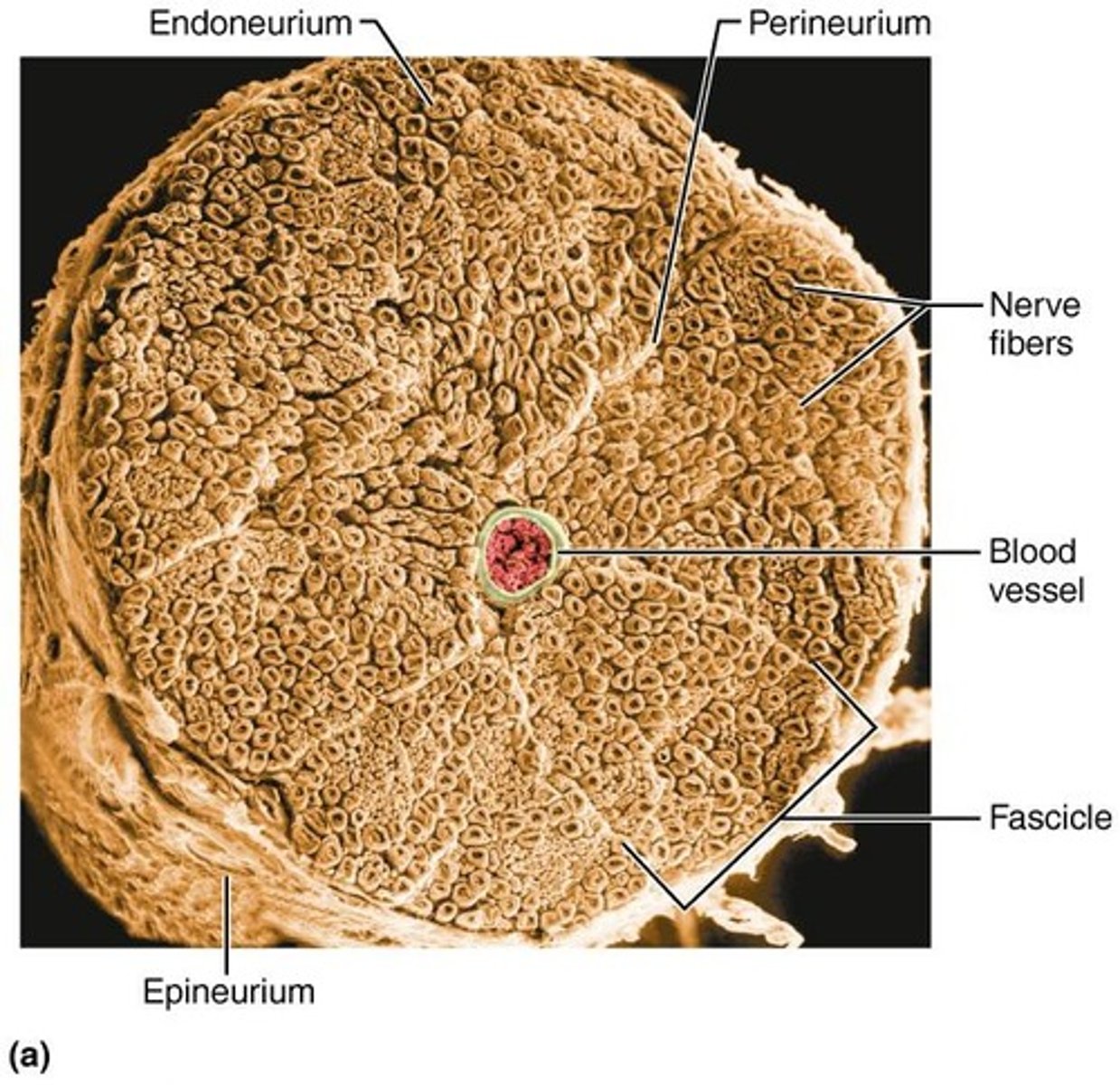 <p>Connective tissue wrapping around a bundle of axons.</p>