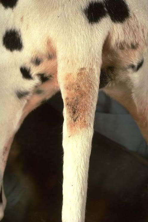 <p>Overproduction of sebum and androgen causing a bald spot on the tail of male dogs</p>