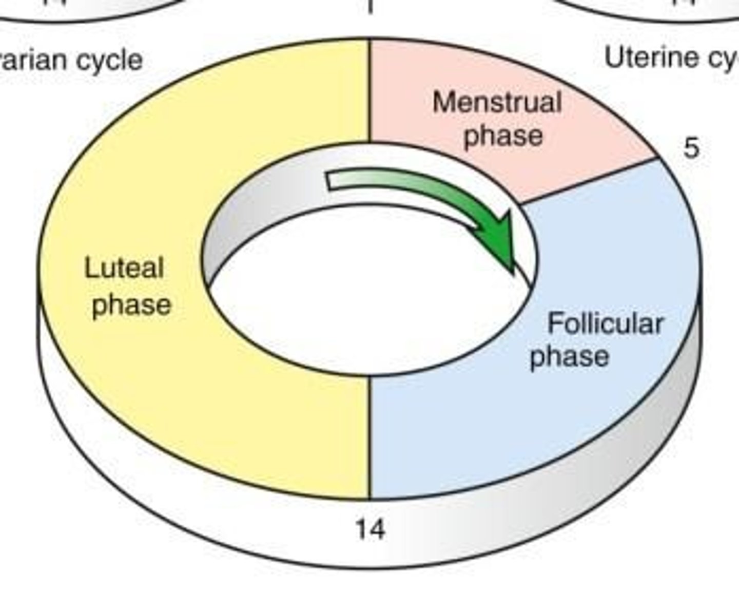 <p>Includes menstrual phase, follicular phase, and luteal phase.</p>