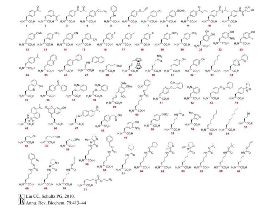 <p>Several good functional groups are missing in the 20 natural amino acids: redox, double/triple bonds, ketone, ferrosyn</p>