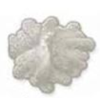 <p>What is this colony margin called?</p>