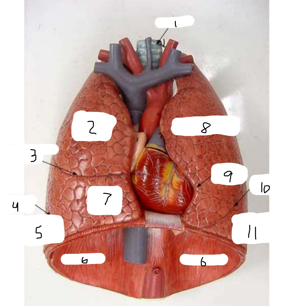 <p>6</p>