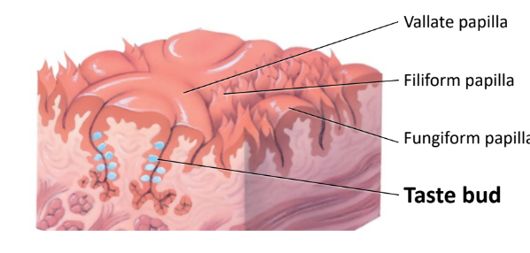 Within papillae.
