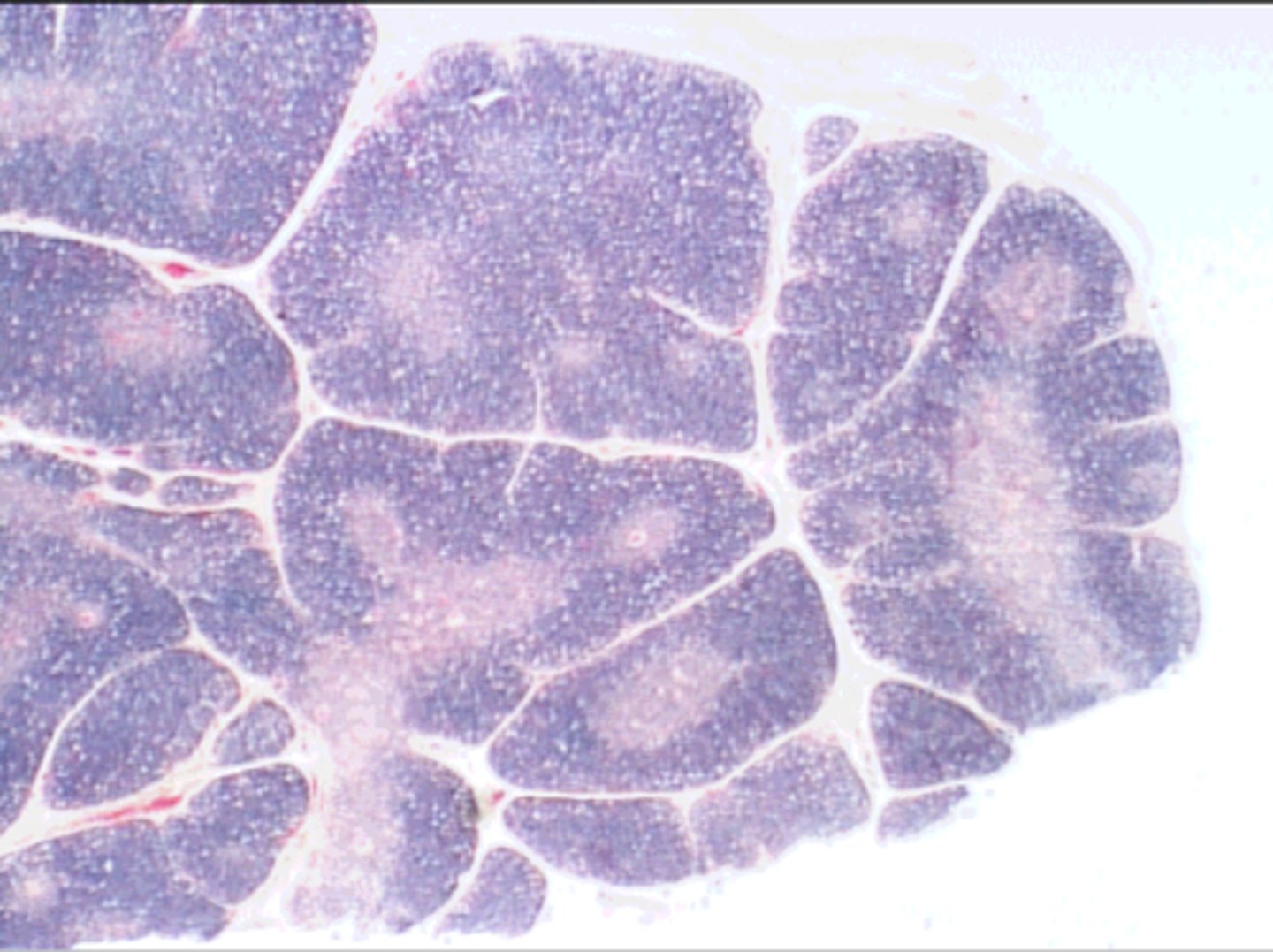 <p>Identify the organ and major types of the cells found in this organ?</p>