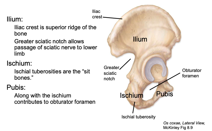 <p> the posterioinferior component of the os coxa</p>
