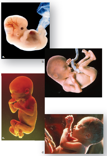Development of the fetus.