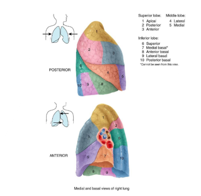 <p>The right lung has <strong>10 segments</strong> and <strong>2 fissures</strong>: the <strong>horizontal fissure</strong> and the <strong>oblique fissure</strong>.</p>