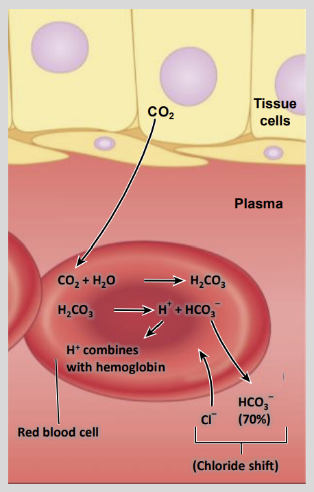 <ul><li><p>HCO3 - and H+</p></li></ul><p></p>