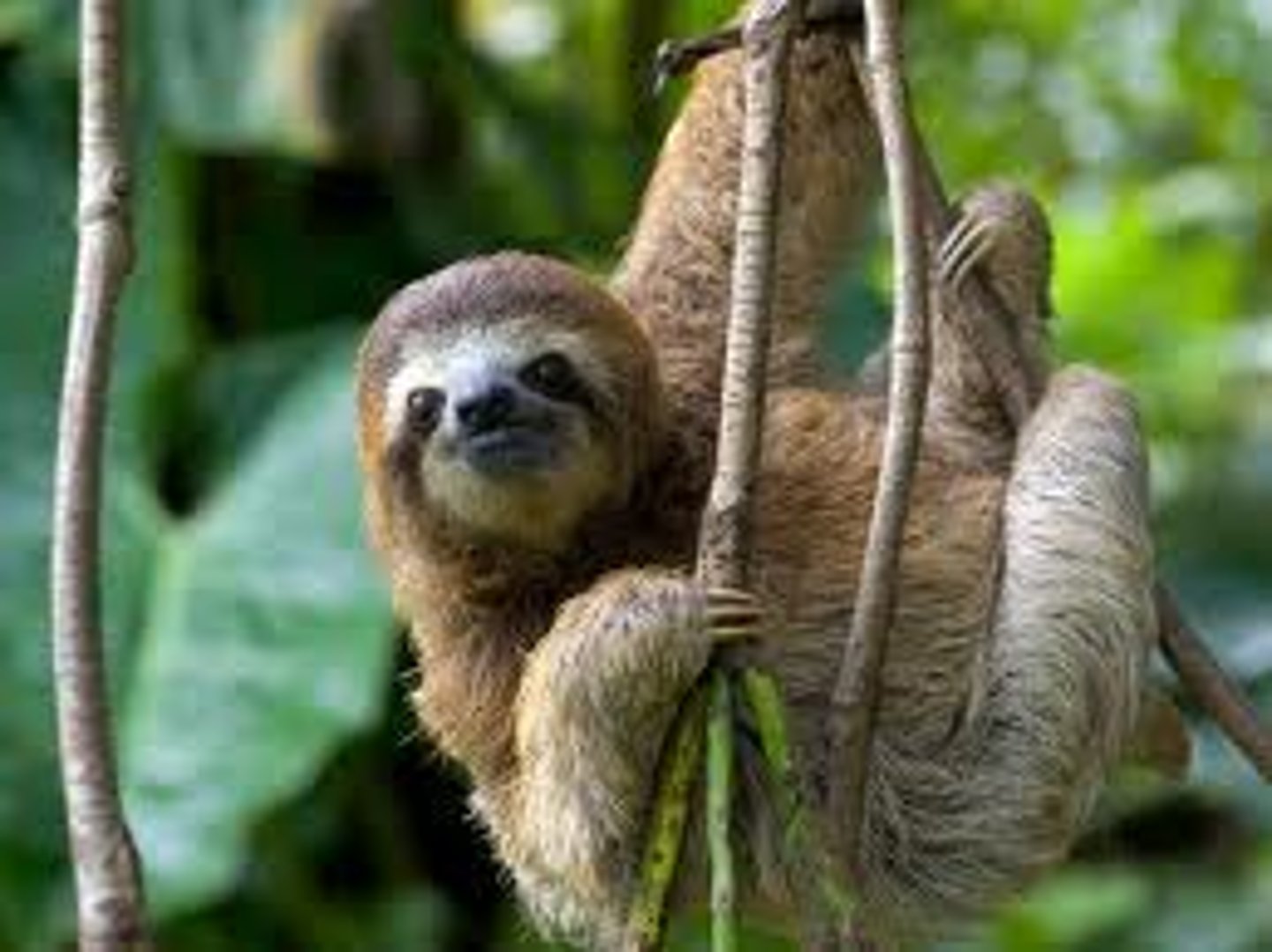 <p>sloth</p>