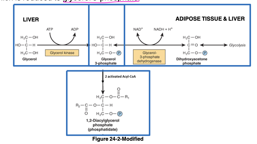 <p>-in adipose tissue and liver during fed state, glucose taken into adipocytes and used to generate dihydroxy-acetone phosphate (reduced to glycerol-3-phosphate) <br>-in hepatocytes, glycerol-3-phosphate can be made by phosphorylating glycerol using glycerol kinase (NOT expressed in adipocytes) or from glucose using dihydroxy-acetone phosphate <br>-phosphatidic acid - intermediate common to synthesis</p>