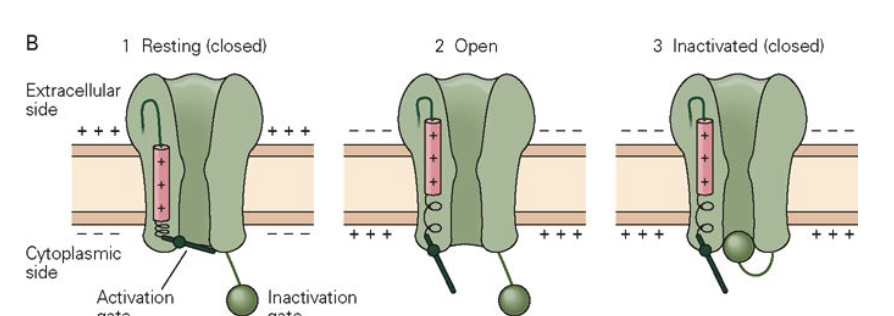 <ul><li><p>A <strong>tiny current</strong> caused by movement of <strong>charged parts of channel proteins</strong>.</p></li><li><p>Specifically, movement of <strong>positively charged S4 segments</strong> during channel opening.</p></li><li><p>Build up of positive charge on inner leaflet repels positive charge on S4 → moves to extracellular side → channel opens&nbsp;</p></li><li><p>Reflects <strong>voltage sensor movement</strong>, not ion movement.</p></li></ul><p></p>