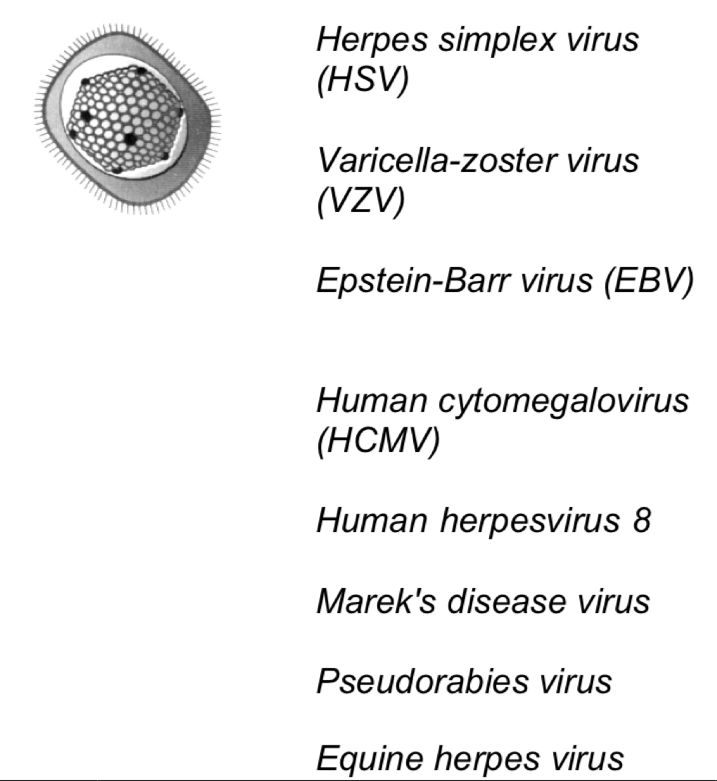 <p>-Icosahedral capsid </p><p>-120nm</p><p>-Envelope</p><p></p><p>Cause:</p><p>-Cold sores (type 1 HSV)</p><p>-Genital herpes (type 2 HSV)</p><p>-Chicken pox and shingles (VZV)</p><p>-Glandular fever + burkitt lymphoma (EBV)</p><p>-Cytomegalic inclusion disease in neonates (HCMV)</p><p>-Kaposi’s sarcome (Human herpes 8)</p><p>-Lymphoma in chickens (Mareks disease virus)</p><p>-Aujesky’s disease of pigs (pseudorabies virus)</p><p>-Abortion (Equine herpes virus)</p>