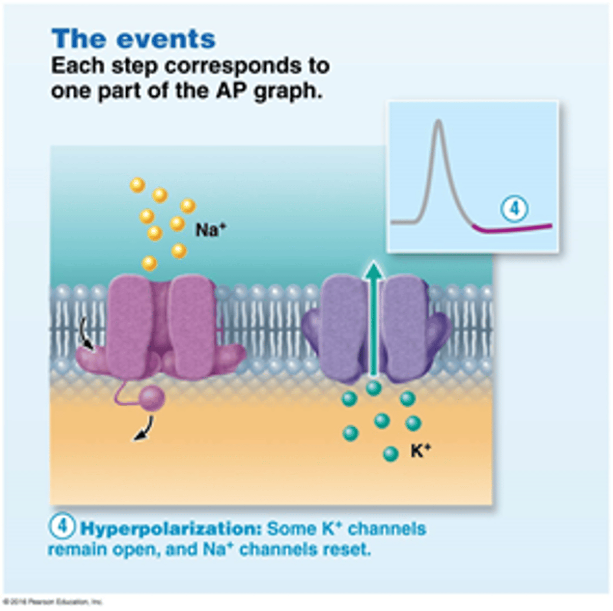 <p>Membrane potential temporarily becomes more negative than resting membrane potential</p><p>Some K+ channels remain open, and Na+ channels reset.</p>
