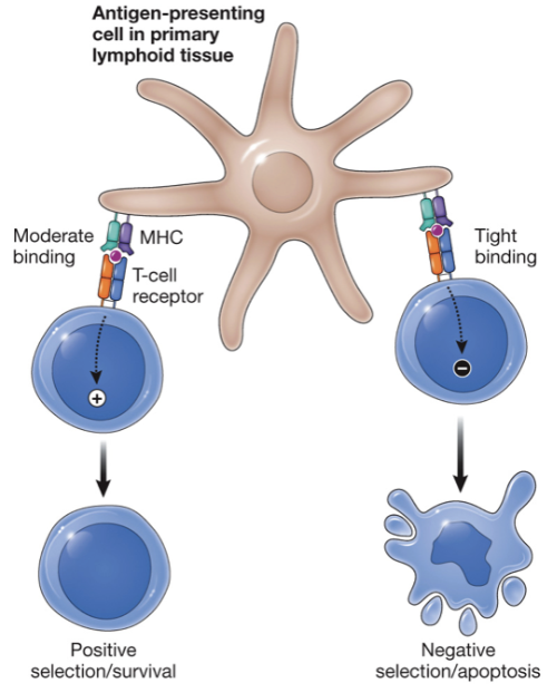 <p>T cells that have high-affinity for self-MHC + peptide receive a death signal to produce tolerance</p>