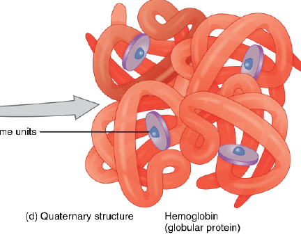 <p>association between two or more polypeptide chains within one protein<br>side chain covalent and non covalent interactions</p>