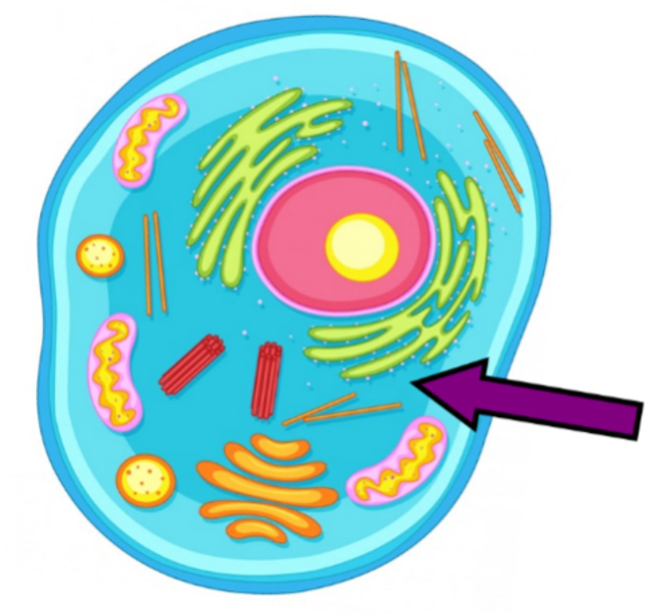 <p>the clear, jelly-like substance that fills a cell (the material between the cell membrane & nucleus)</p>