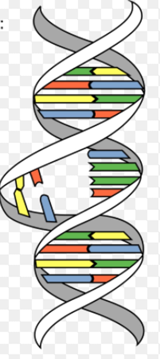 <p>A pyrimidine dimer is a type of DNA damage in which two pyrimidine nucleotides (typically thymine) are stuck together. The structural damage of pyrimidine dimers includes the protrusion of phosphate backbone and the breaking of hydrogen bonds between adjacent nucleotide base pairs.</p>
