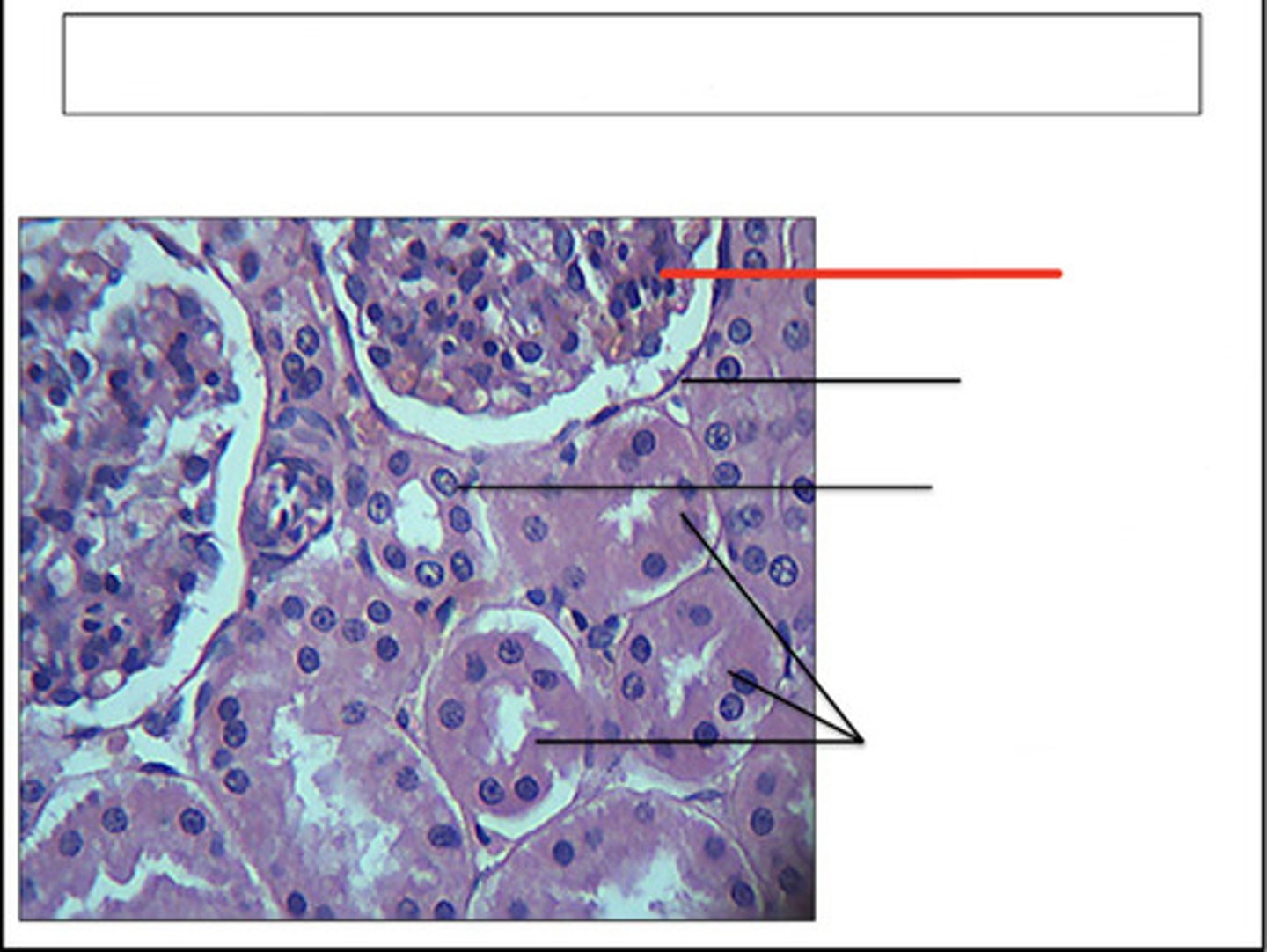 <p>identify this structure and organ</p>