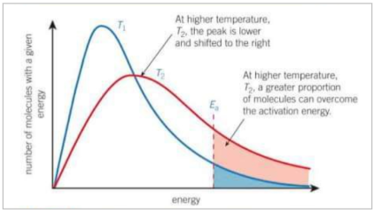 <p>As temperature increases, the average energy of molecules also increases. A small proportion of molecules will still have low energy but more molecules have higher energy and the graph is stretched over a greater range of energies. The number of molecules is the same so the area is the same</p>