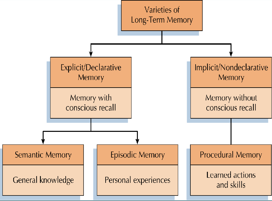 <p>explicit memory: conscious remembering, hippocampus</p><p>implicit memory: unconscious remembering like our friends, neocortex+striatum</p><p>*both use retrieval cues</p>