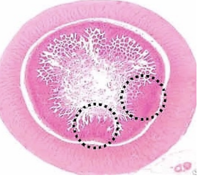 <p><strong><u>Unlike the stomach, what is present in both lamina propria and submucosa:</u></strong> <span style="color: blue"><strong>Glands</strong></span></p><p><strong><u>What is villi:</u></strong><span style="color: blue"><strong> Finger-like projections</strong></span></p><ul><li><p><strong><u>What forms villi:</u> </strong><span style="color: blue"><strong>Epithelium</strong></span><strong> </strong>and <span style="color: blue"><strong>lamina propria</strong></span></p></li><li><p><strong><u>Shape of villi:</u> </strong><span style="color: blue"><strong>Leaf shape</strong></span></p></li><li><p><strong><u>Function:</u> </strong><span style="color: blue"><strong>Increase surface area</strong></span><strong> </strong>to <span style="color: blue"><strong>increase absorption</strong></span></p></li><li><p><strong><u>Between 2 villi are:</u></strong></p><ul><li><p><span style="color: blue"><strong>Crypts of Leiberkuhn</strong></span><strong> </strong>in <span style="color: purple"><strong>lamina propria</strong></span><strong> </strong>(<em>intestinal glands</em>)</p></li><li><p><span style="color: blue"><strong>Brunner’s gland</strong></span> in <span style="color: #ffac00"><strong>submucosa</strong></span></p></li></ul></li></ul><p><strong><u>What is plicae circulares:</u> </strong>Numerous <span style="color: blue"><strong>folds</strong></span><strong> </strong>of <span style="color: blue"><strong>mucous membrane</strong></span></p><ul><li><p><strong><u>Contains:</u> </strong><span style="color: blue"><strong>Tiny projections </strong></span>of <span style="color: blue"><strong>villi</strong></span><strong> </strong>and <span style="color: blue"><strong>microvilli</strong></span></p></li><li><p><strong><u>Function:</u> </strong><span style="color: blue"><strong>Further increase SA</strong></span><strong> </strong>for <span style="color: blue"><strong>absorption</strong></span></p></li></ul><p><strong><u>How does the absorbed nutrients move into circulation:</u> </strong>By <span style="color: blue"><strong>blood capillaries, lacteals </strong></span>or <span style="color: blue"><strong>lymphs</strong></span></p><p><strong><u>Brunner’s gland in submucosa secrete what in:</u></strong></p><ul><li><p><strong><u>Pig and horse:</u> </strong><span style="color: blue"><strong>Serous</strong></span><strong> </strong>secretions</p></li><li><p><strong><u>Ruminant and dog:</u> </strong><span style="color: blue"><strong>Mucous</strong></span><strong> </strong>secretions</p></li><li><p><strong><u>Cat:</u> </strong><span style="color: blue"><strong>Seromucous</strong></span><strong> </strong>secretions</p></li></ul><p><strong><u>Function of chyme:</u></strong><span style="color: blue"><strong> Induces Brunner’s gland </strong></span>to <span style="color: blue"><strong>secrete alkaline mucus </strong></span>to <span style="color: blue"><strong>neutralize gastric acid</strong></span><strong> </strong>and <span style="color: blue"><strong>pepsin</strong></span></p><p></p>