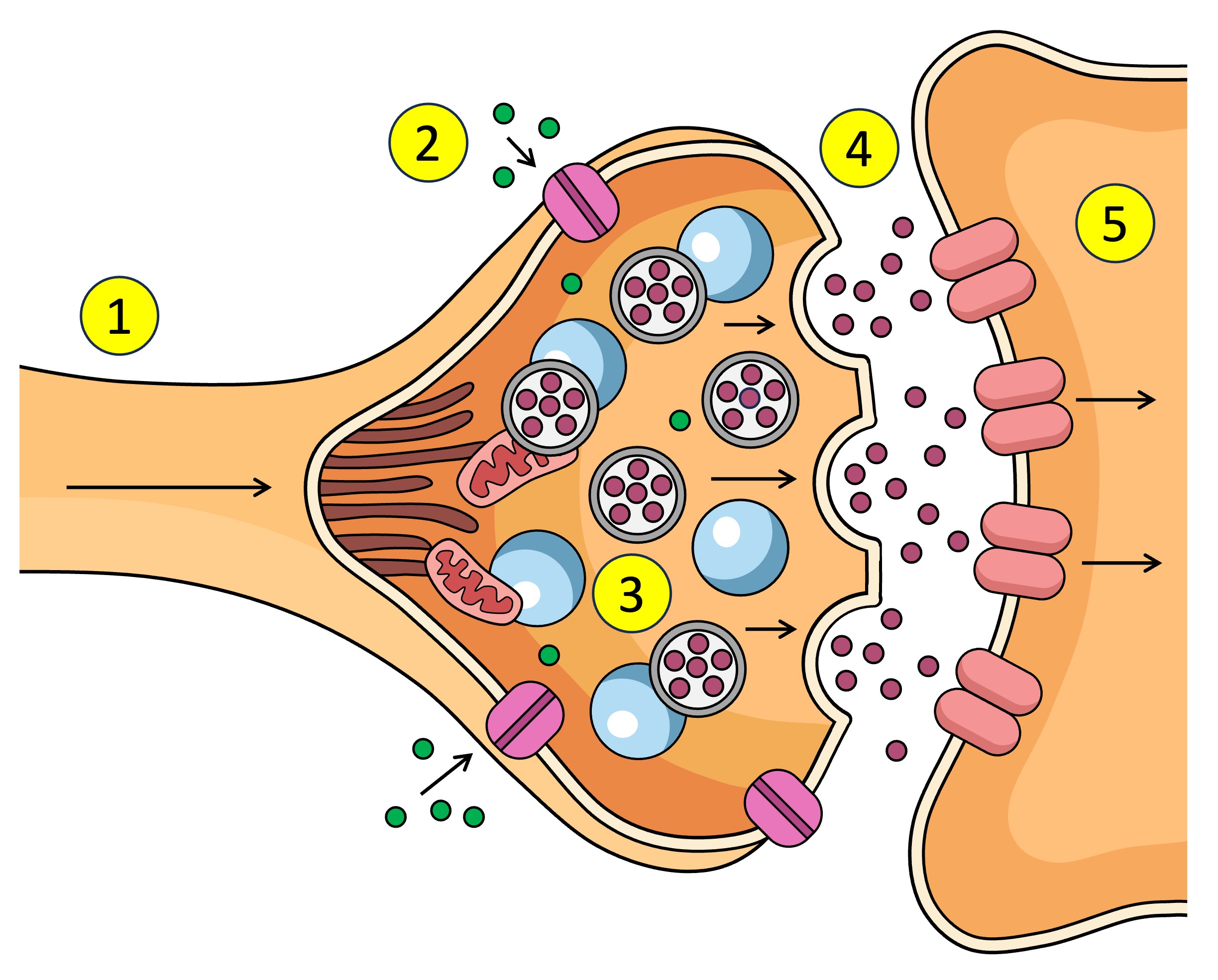 <p>other name for post-synaptic neuron</p>