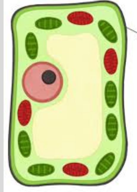 <p>What is this?</p>