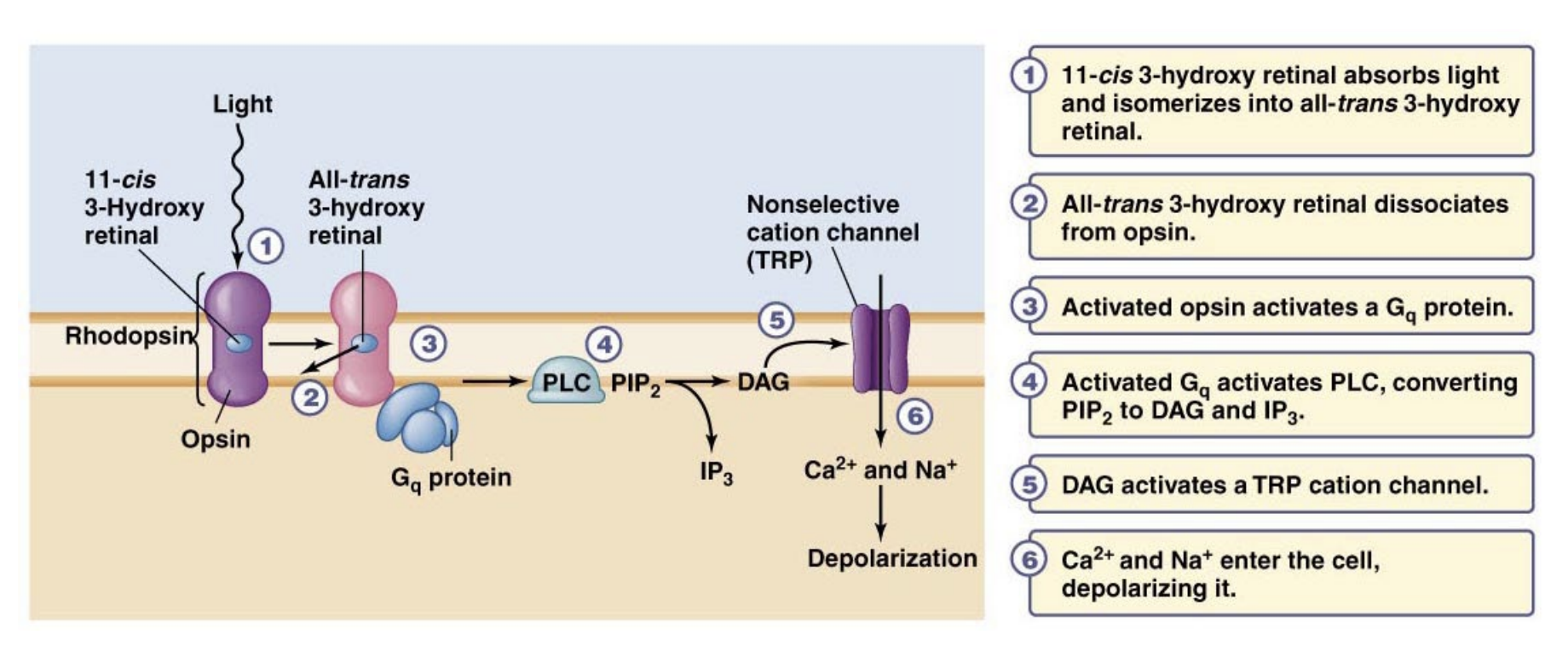 <p>R-Opsins which signal through Gq</p>