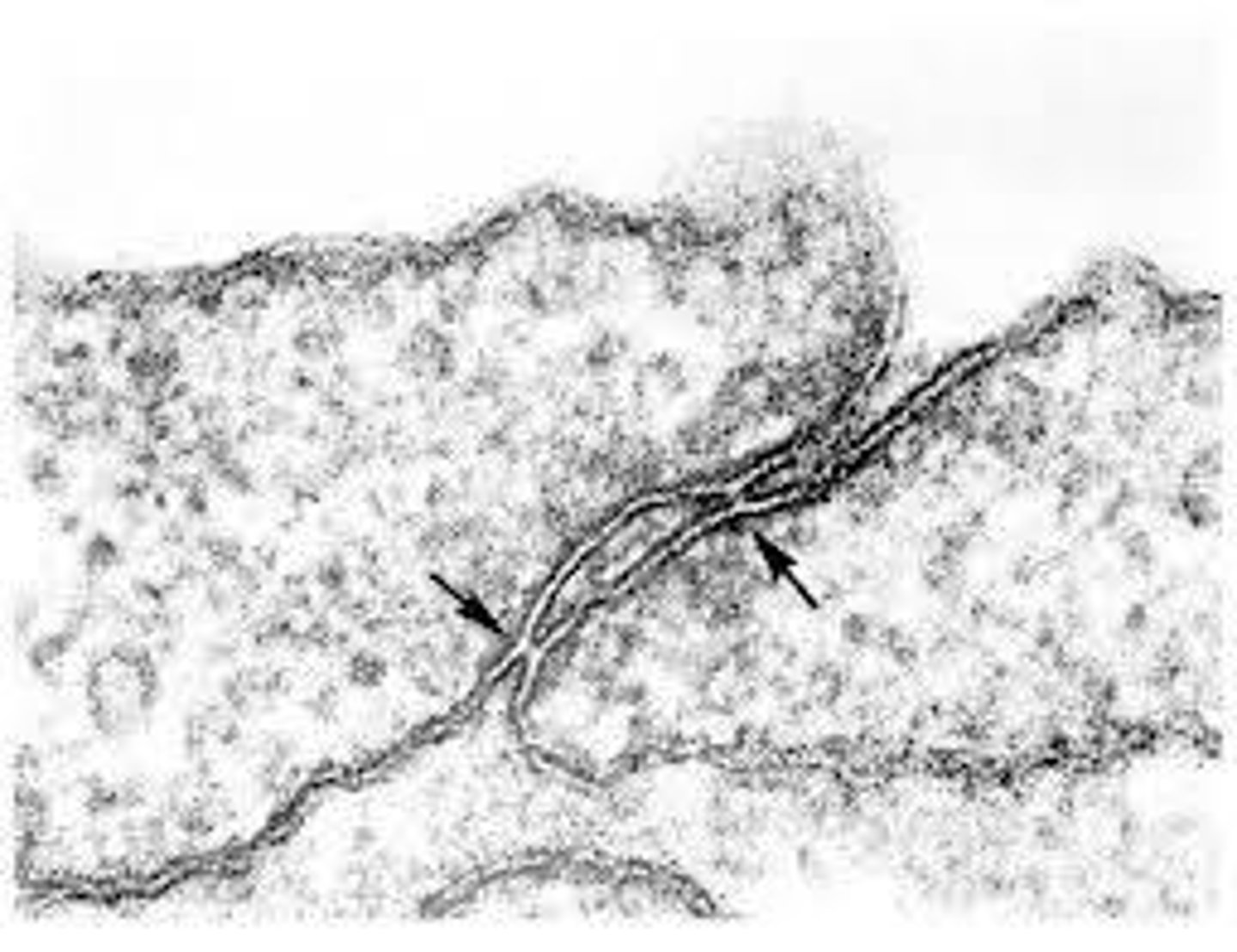 <p>Membrane proteins creating watertight seals between animal cells.</p>