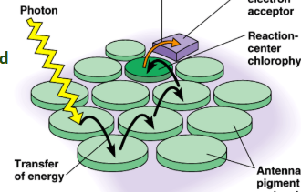 <p>Photosystem</p>