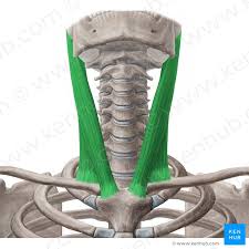 <p>Action: Bilateral flexion, Ipsilateral lateral flexion, Contralateral rotation <strong>of the cervical</strong></p><p>Exercise: Resistance band Chin tilt</p><p>Stretch: Head lateral flexion</p>