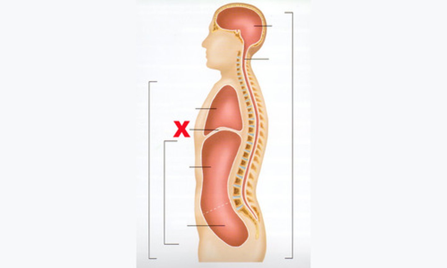 <p>a muscular partition separating the abdominal and thoracic cavities</p>