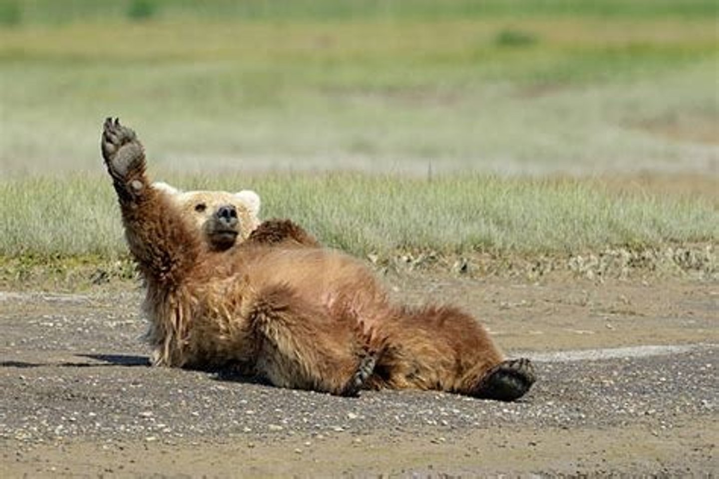 <p>species whose being protected under the Endangered Species Act leads to the preservation of its habitat and all of the other organisms in its community that share the same grassland ecosystem</p><p>- Grizzly Bears</p>