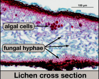 <p>Lichen thallus; Kingdom Fungi, Phylum Ascomycota</p>
