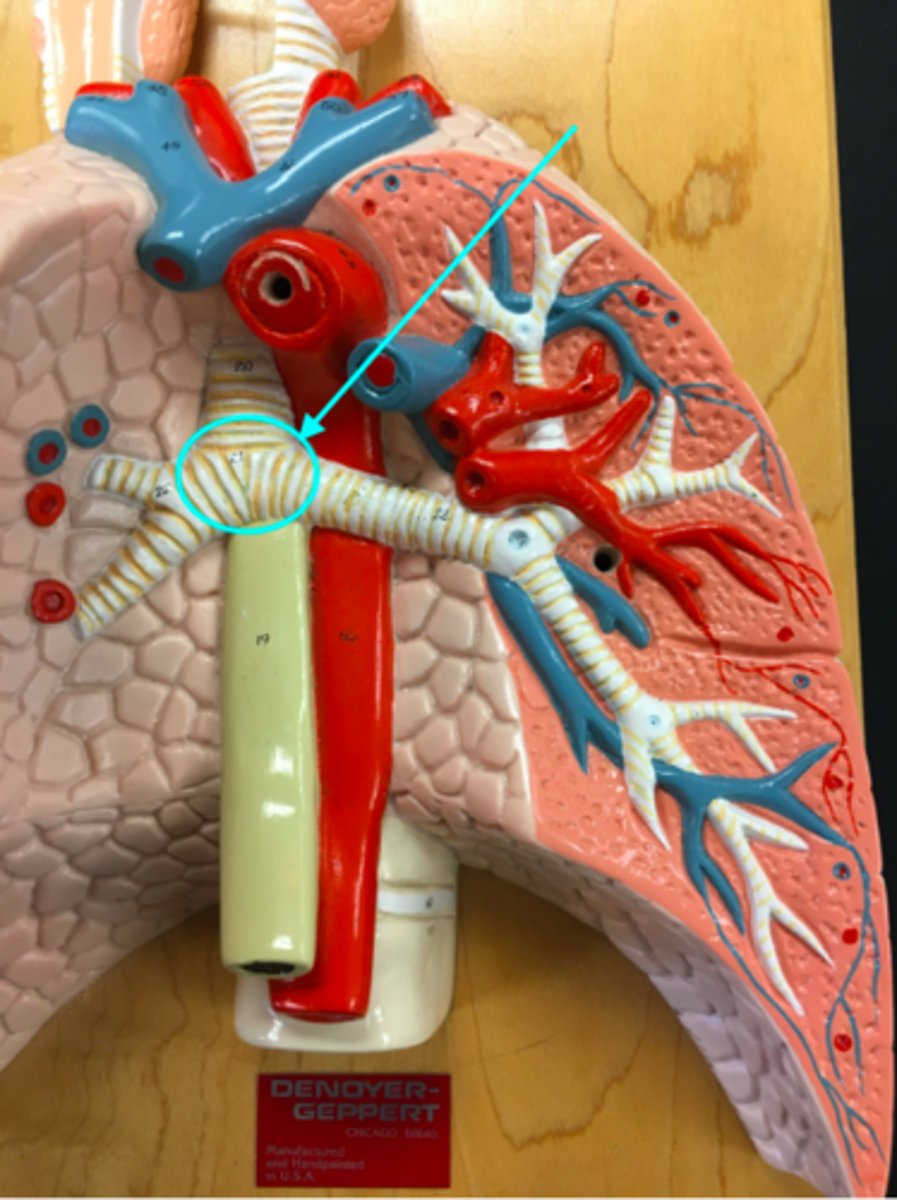 <p>What structure of the heart/lung model is the blue arrow pointing at?</p>