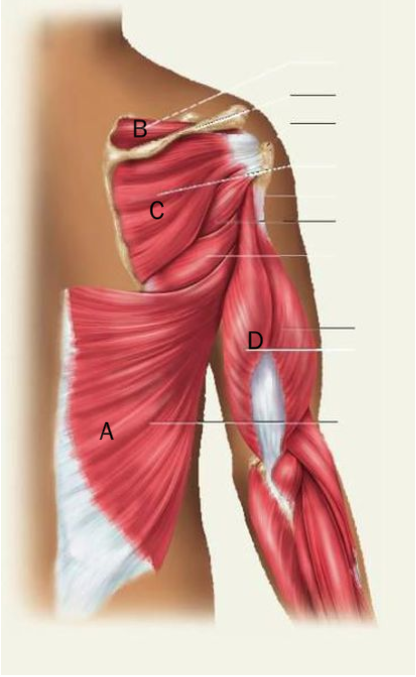 <p>Identify the letter in the figure that indicates the infraspinatus muscle</p>