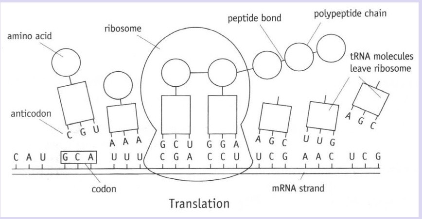 <ol><li><p>mRNA binds to a ribosome in the cytoplasm </p></li><li><p>each tRNA molecule has an anticodon consisting of 3 exposed bases</p></li><li><p>a tRNA molecule with the complementary anticodon base sequence binds to the first codon on the mRNA strand at ribosome → ribosome has 2 binding sites so 2 tRNA molecules will bind to 2 codons </p></li><li><p>amino acids on first tRNA molecule joins to amino acid on second tRNA molecule by a peptide bond in a condensation reaction → requires hydrolysis of ATP to release energy + enzyme that’s part of ribosome </p></li><li><p>first tRNA molecule moves away from ribosome, leaving amino acid behind → collects another amino acid from ‘amino acid pool’ in cytoplasm </p></li><li><p>ribosome moves along mRNA + other tRNA molecules join in the order determined by the mRNA codons </p></li><li><p>process continues along mRNA strand until all codons have been ‘read’ up to the stop codon + specific polypeptide is produced </p></li></ol>