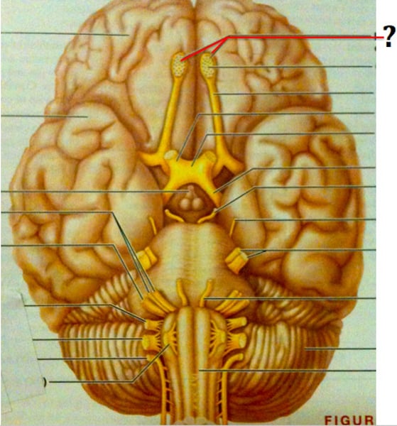 <p>Sense of Smell (Special Sensory Visceral)</p>