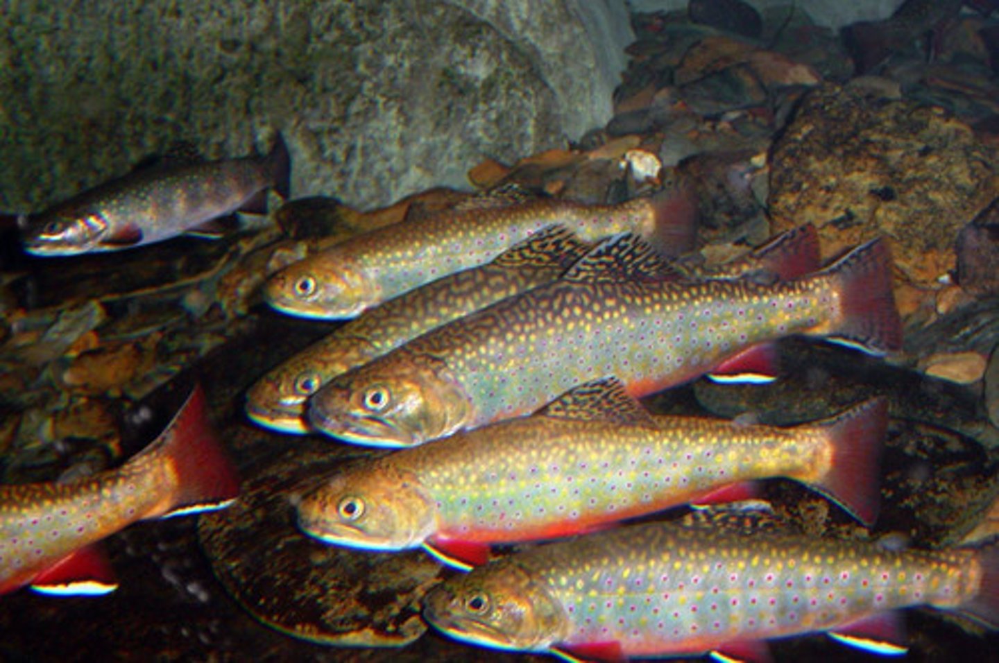 <p>Coldwater streams, lakes, eats small fish and insects, squiggly patterns on upper body</p>